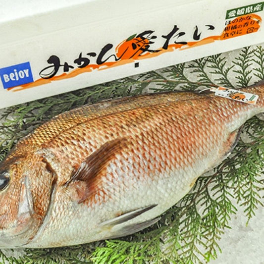【需預訂】 ミカンダイ 原條蜜柑鯛 (刺身級) 1.6-2.5kg (免費代切)