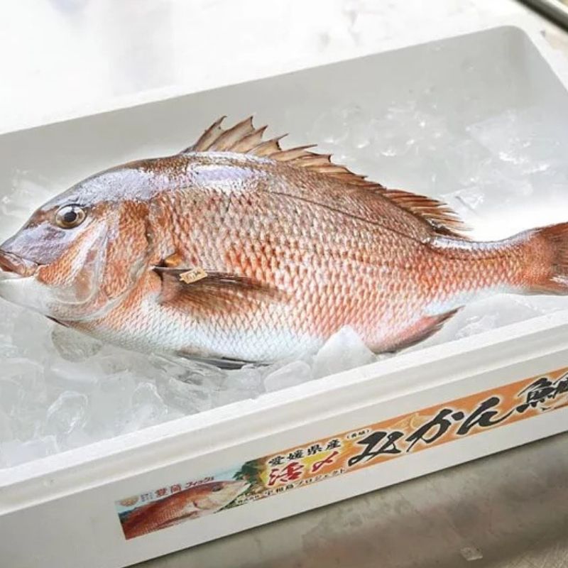 【需預訂】 ミカンダイ 原條蜜柑鯛 (刺身級) 1.6-2.5kg (免費代切)