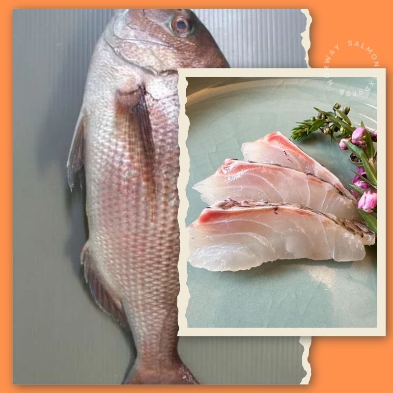【需預訂】 ミカンダイ 原條蜜柑鯛 (刺身級) 1.6-2.5kg (免費代切)