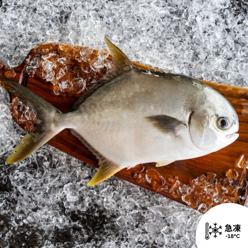 中國黃立倉 黃立鯧 (已去內臟) 200g up/條