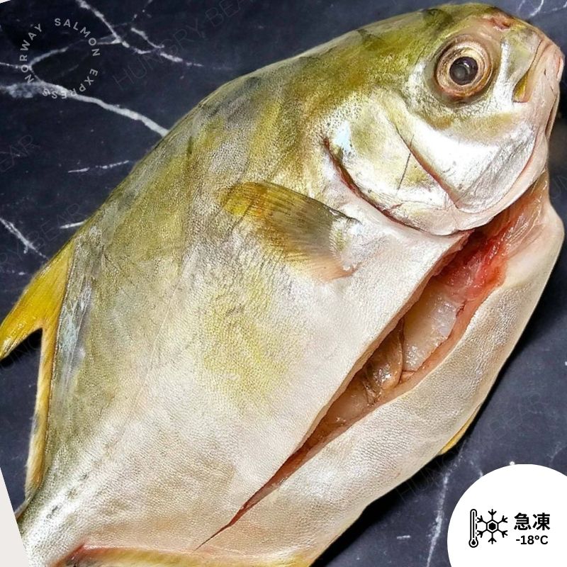 中國黃立倉 黃立鯧 (已去內臟) 200g up/條