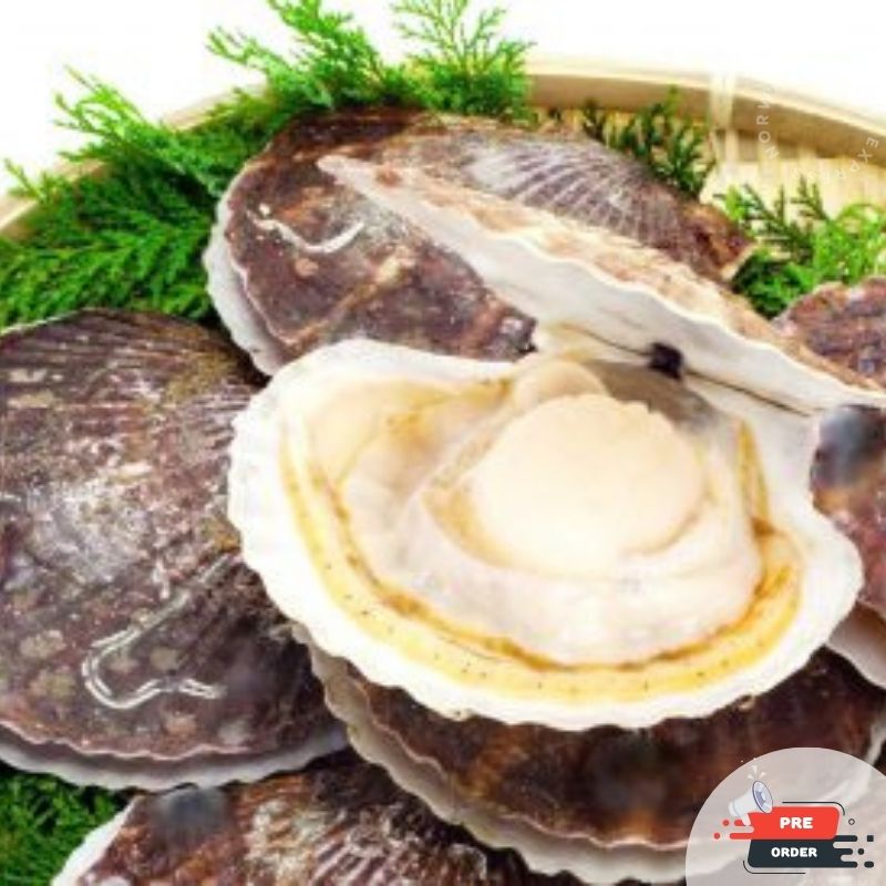 【需預訂】活-日本扇貝 (600g / 4-5隻) 熟食用 (約4-6個工作天)