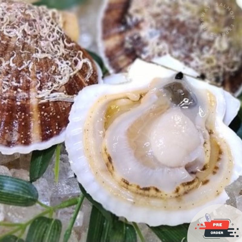 【預訂款】活/冰鮮原隻日本扇貝帶子 2隻 (300-400g/隻)(約4-6個工作天)
