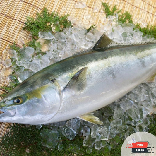 【需預訂】原條日本油甘魚刺身(4-5 KG)(免費代切)