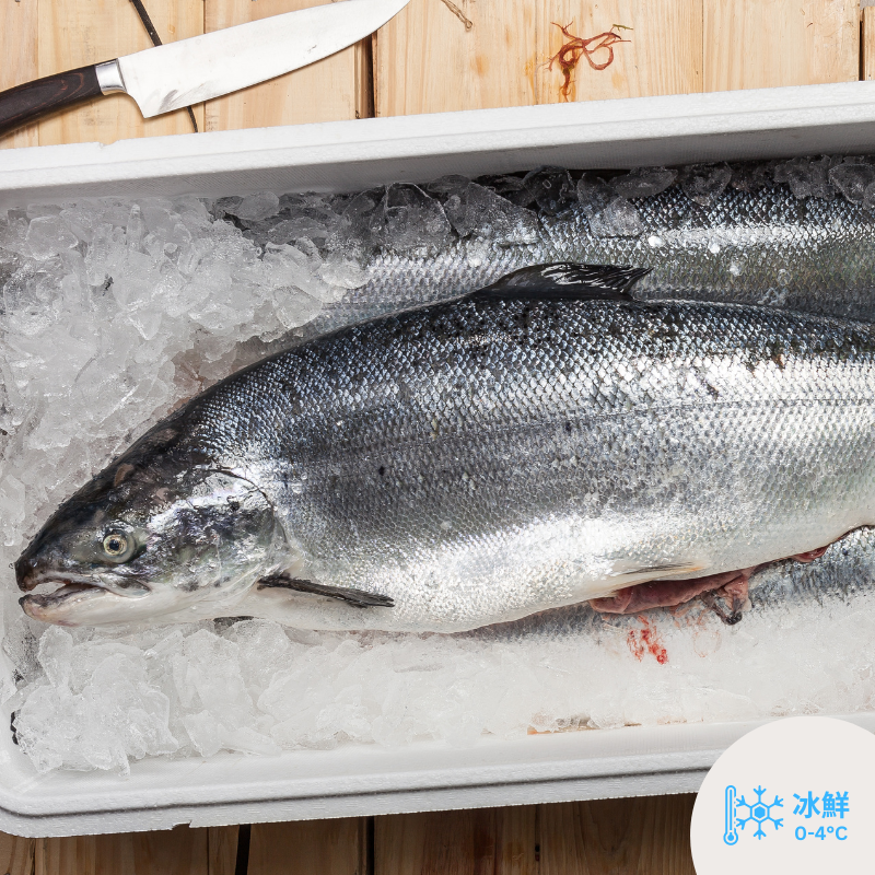 原條挪威三文魚(13-15磅/6-7KG) / 淨魚肉重量約7-9磅/4KG)