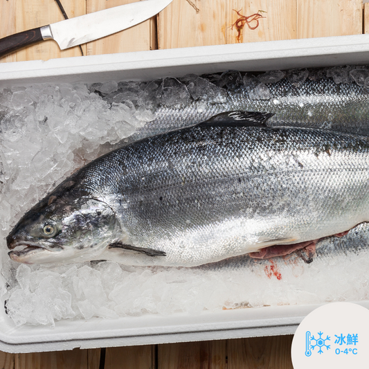 原條挪威三文魚(13-15磅/6-7KG) / 淨魚肉重量約7-9磅/4KG)