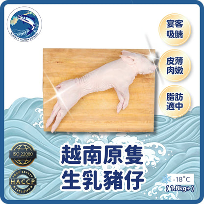 越南原隻生乳豬仔(1.8KG+)(急凍-18°C)