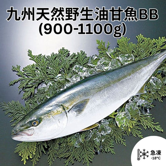 九州天然野生油甘魚BB (900-1100g) (已打鱗及去內臟)