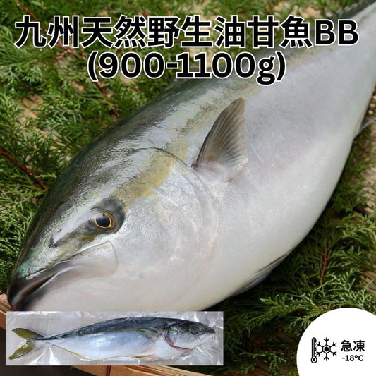 九州天然野生油甘魚BB (900-1100g) (已打鱗及去內臟)
