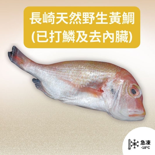 長崎天然野生黃鯛 (約540-600g) (已打鱗及去內臟)