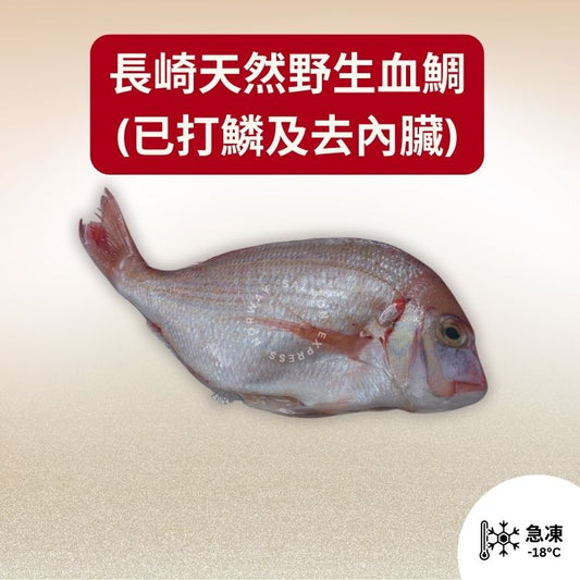 長崎天然野生血鯛 (約260-320g) (已打鱗及去內臟)
