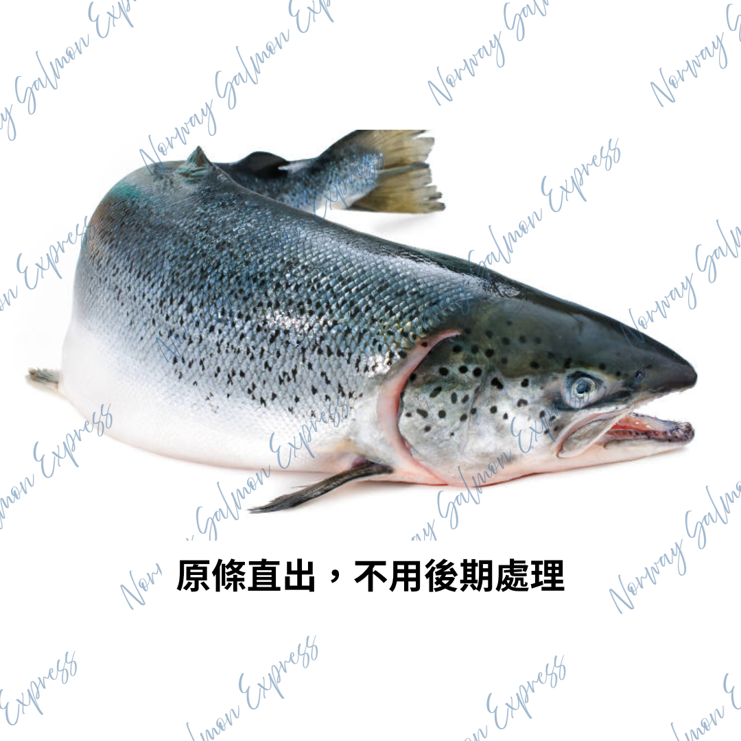 原條挪威三文魚(13-15磅/6-7KG) / 淨魚肉重量約7-9磅/4KG)