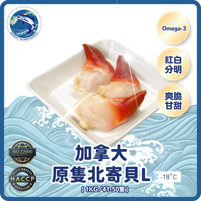 加拿大 - 原隻北寄貝L(1KG/41-50隻)(急凍-18° C)