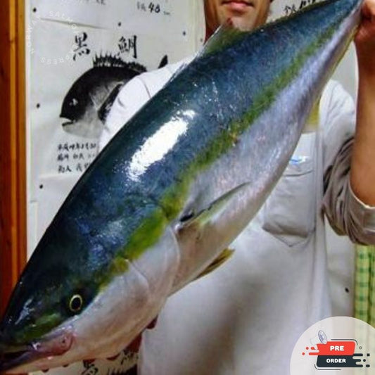 【需預訂】原條日本油甘魚刺身(4-5 KG)(免費代切)