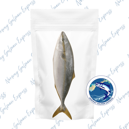 原條 - 熟食用 - 九州天然野生油甘魚BB (900-1100g)(急凍-18° C)