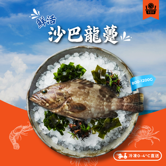 【需預訂】活-游水沙巴龍躉800-1200g (約4-6個工作天)
