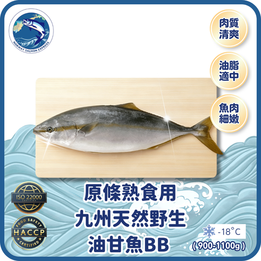 原條 - 熟食用 - 九州天然野生油甘魚BB (900-1100g)(急凍-18° C)