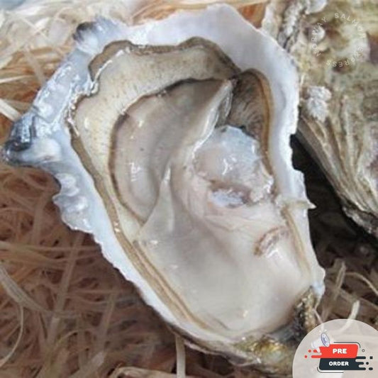 【需預訂】愛爾蘭生蠔/ Majestic Oyster (12隻)(每隻3.5吋)