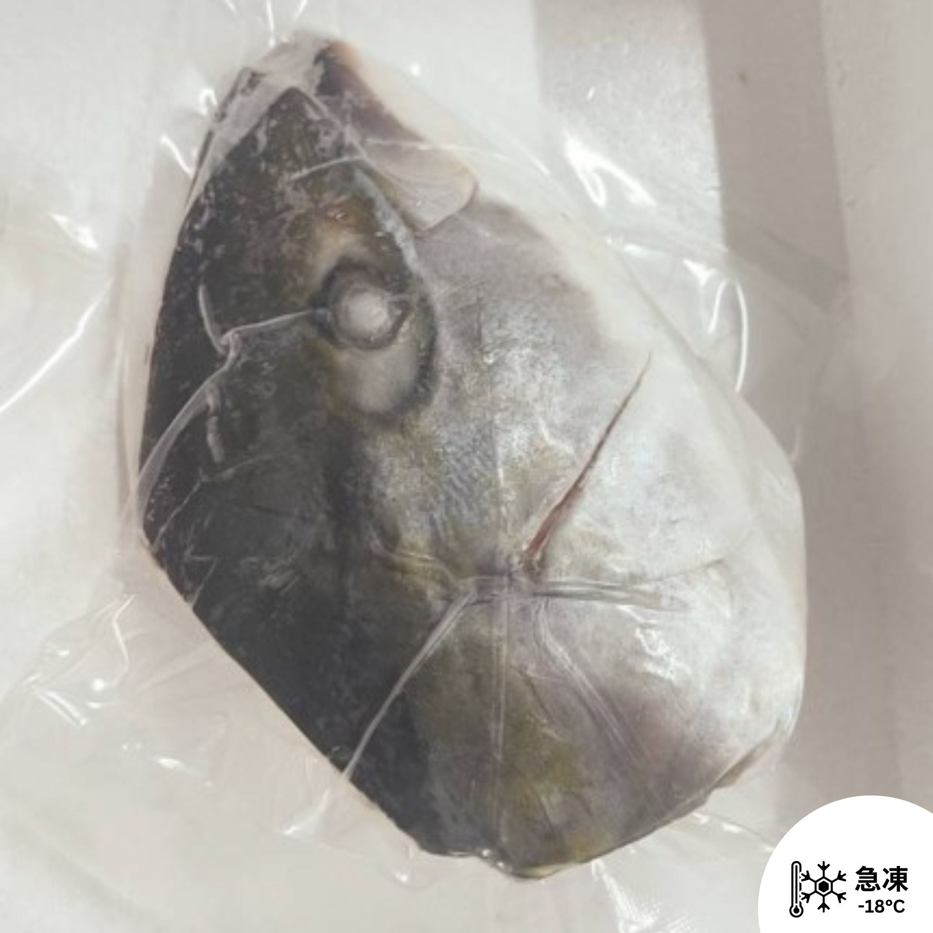 漁鮮快遞 - 油甘魚魚頭 1隻 400g up (未開邊)(未去鰓)