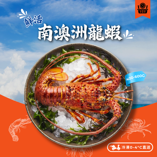 【預訂款】活-南澳洲龍蝦400-600g (約4-6個工作天)