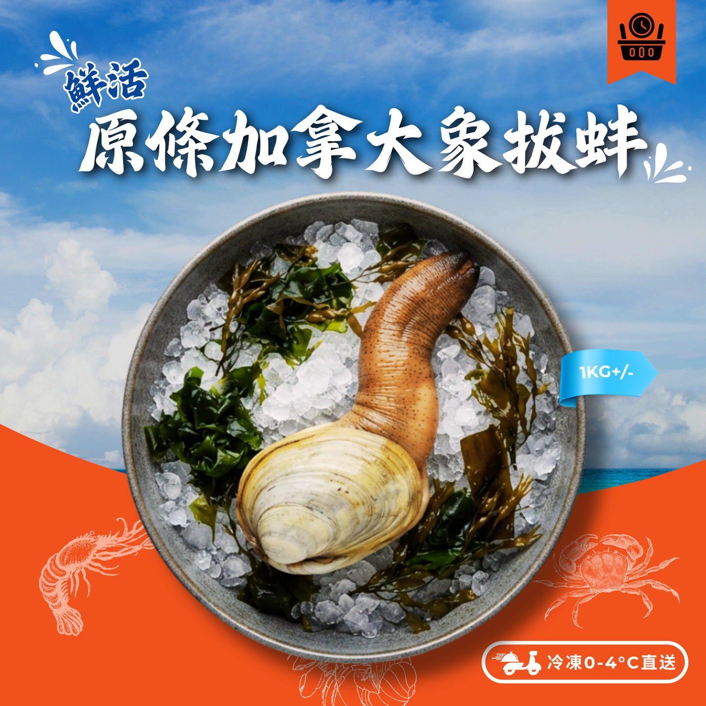 【預訂款】活-原條加拿大象拔蚌(約1kg+/-) (約4-6個工作天)