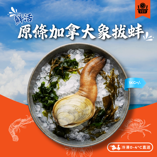 【預訂款】活-原條加拿大象拔蚌(約1kg+/-) (約4-6個工作天)